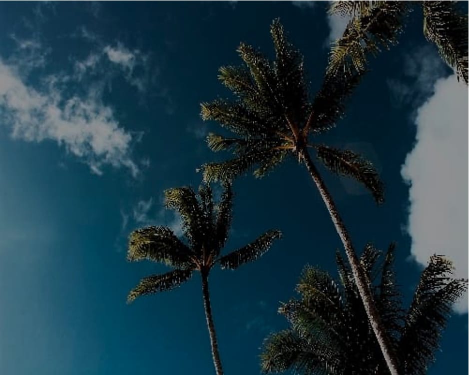 opencv_python_tree